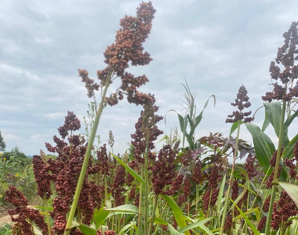 Sorghum Farming in Drylands: A Resilient Alternative to Maize in Laikipia, Kenya